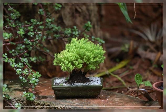 bonsai trees 3