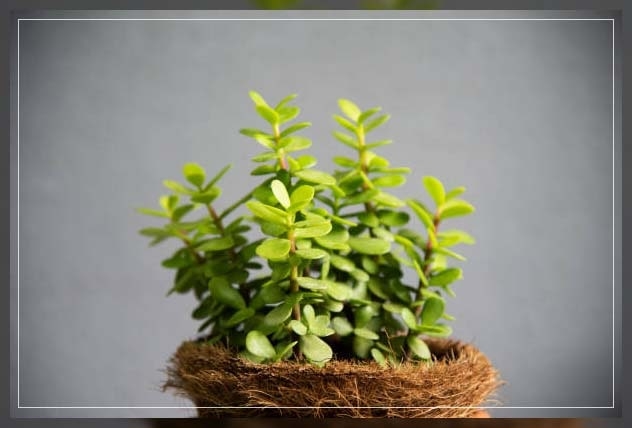 bonsai trees 4