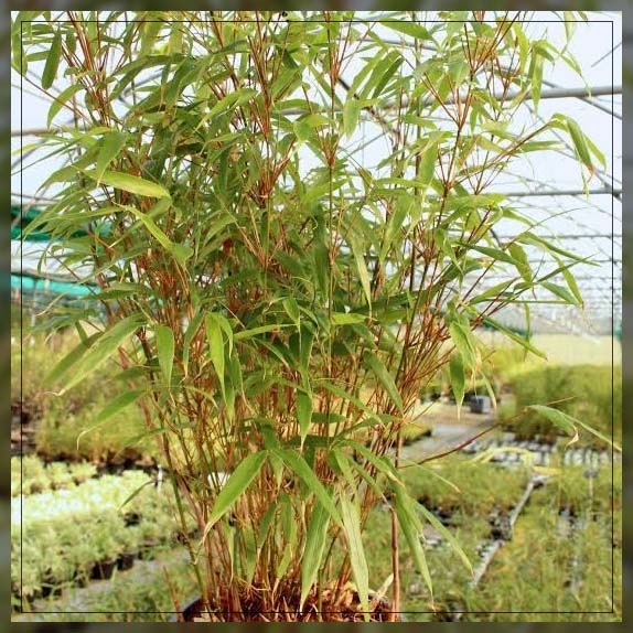 dragon head bamboo tree