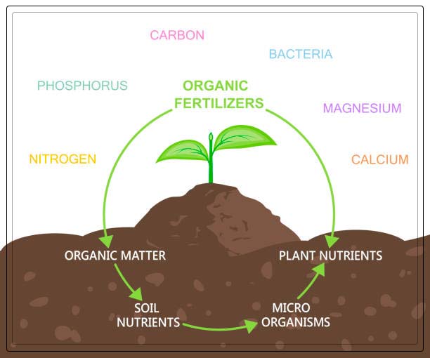 nutrients in plants
