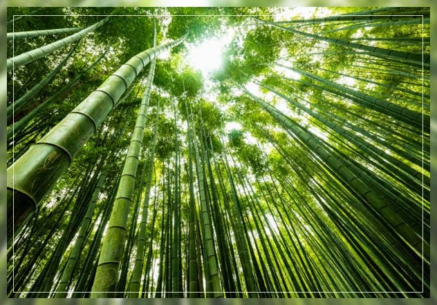 giant bamboo
