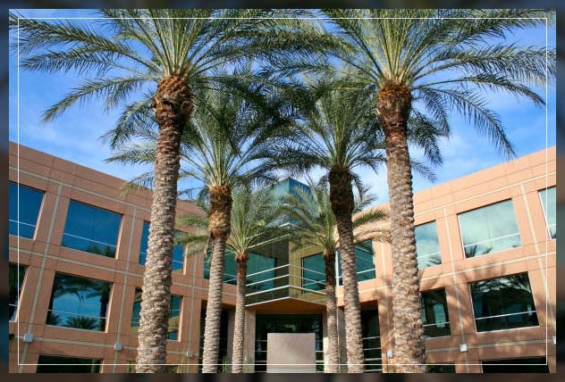 kind palm tree