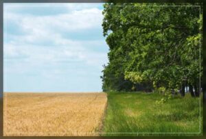 natural polycultures ensure stronger yields