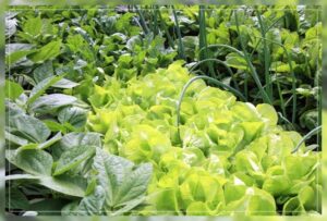 adapting organic fertilizers 
