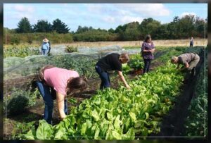 emphasizing on multicultural cropping system
