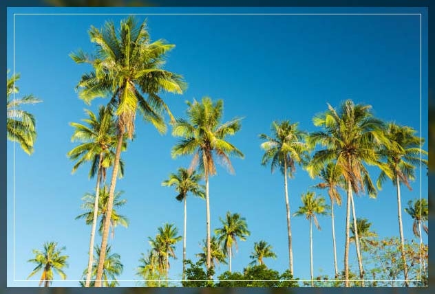 palm tress 1