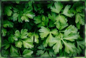 growing parsley 