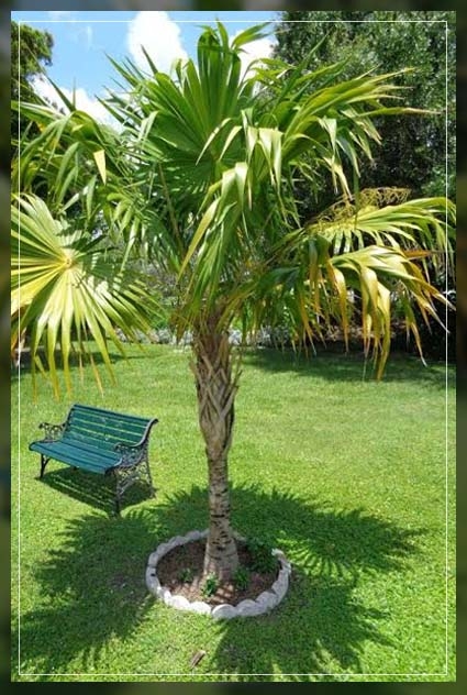 thrinax radiata