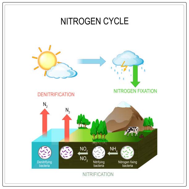 Nitrogen cycle 1