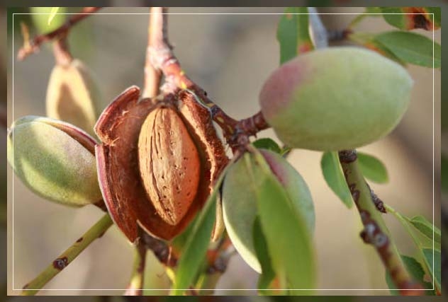 almond trees 4