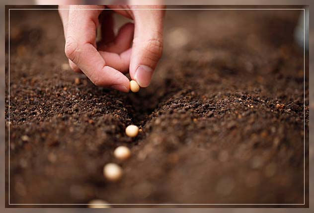 planting seeds