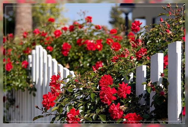 garden roses 1