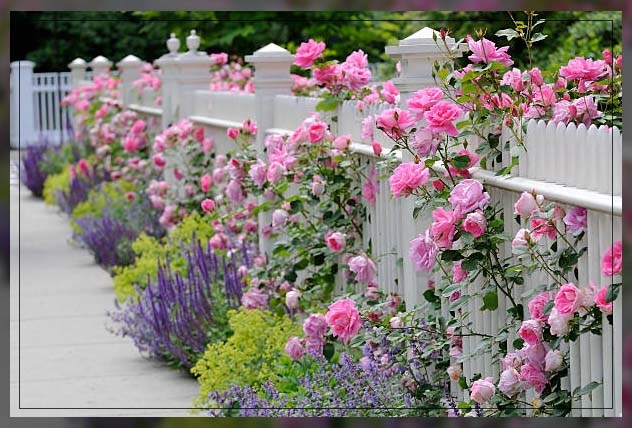 garden roses 2