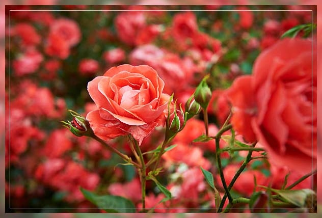 garden roses