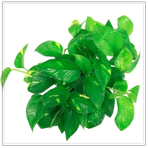 golden pothos