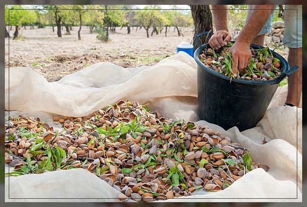 harvesting them