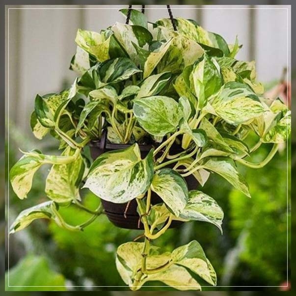 manjula pothos