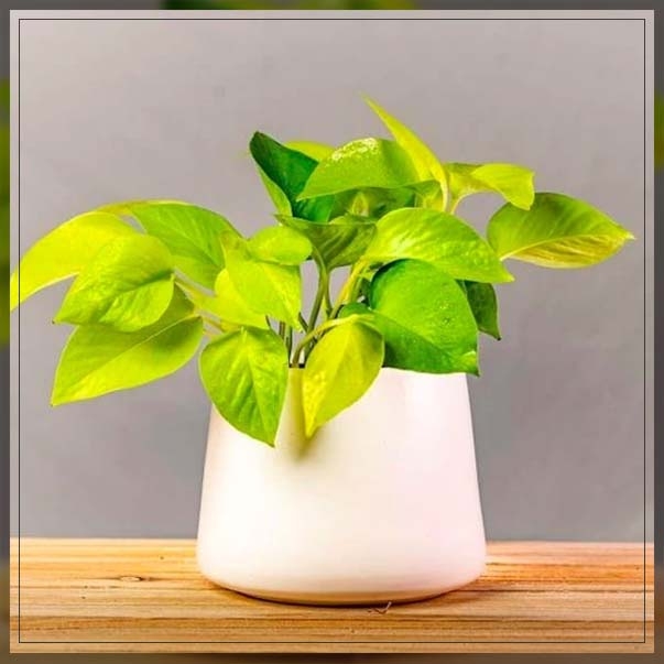 neon pothos