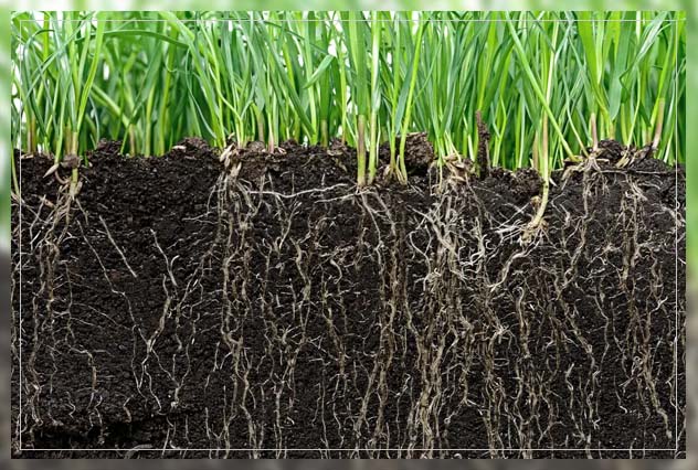 understanding root zones