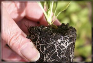 ensuring fertile plant growth