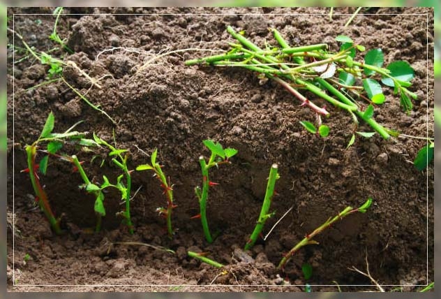 planting spots
