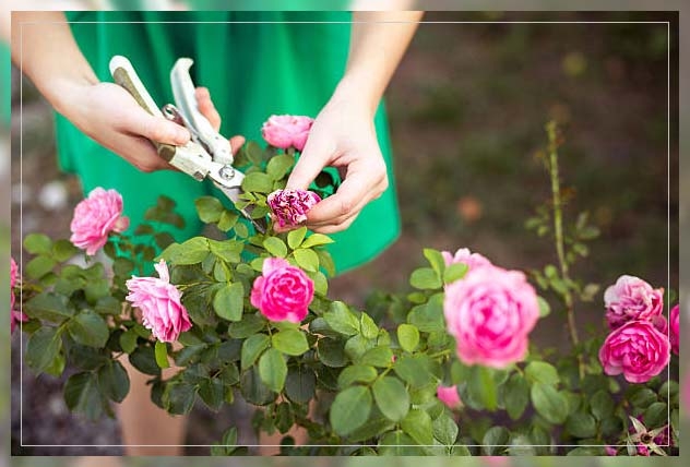 pruning