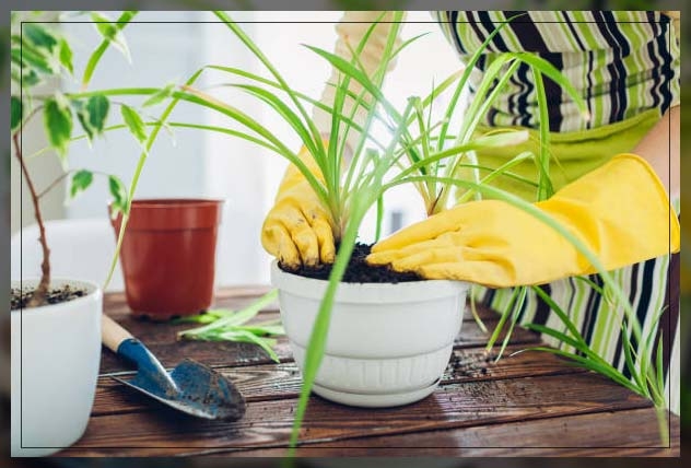 repotting