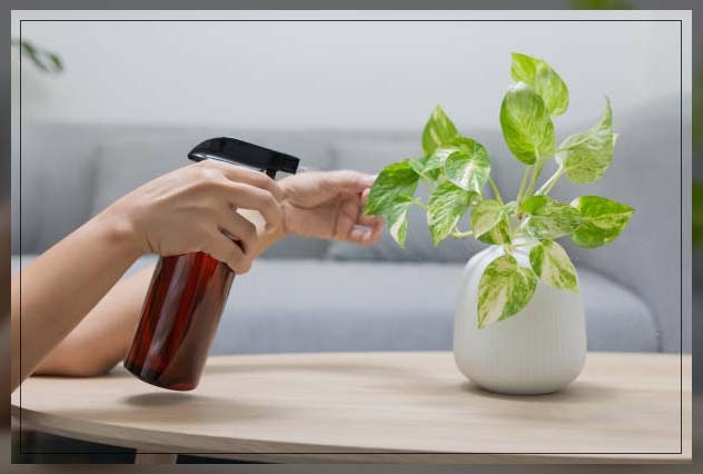 watering your pothos plant