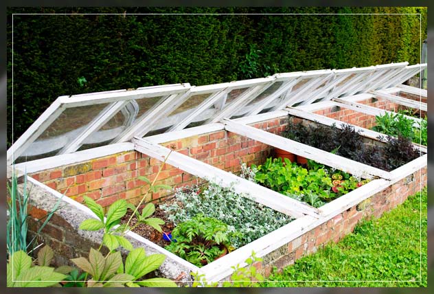 growing vegetables