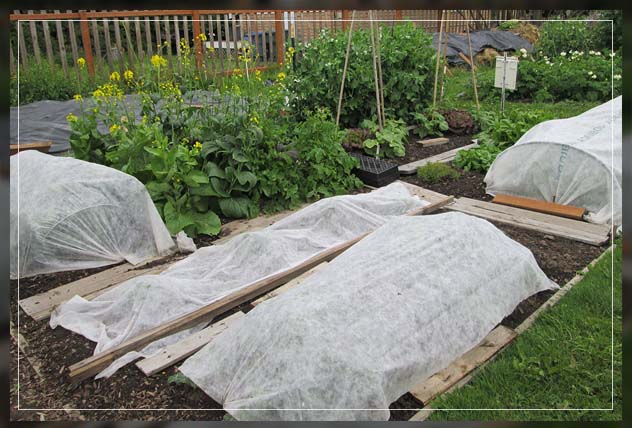 shielding plants