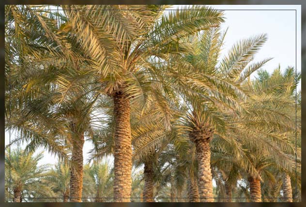 Dubai farms 5
