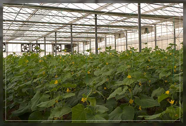 Green house Dubai 1