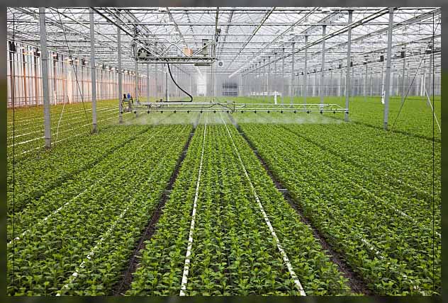Green house Dubai 5