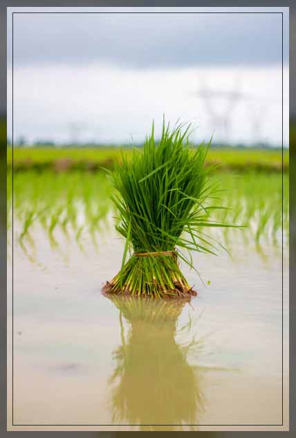 Rice plant 2