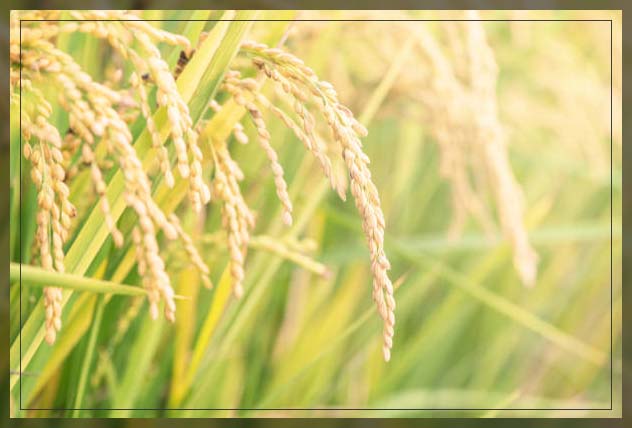 Rice plant 3