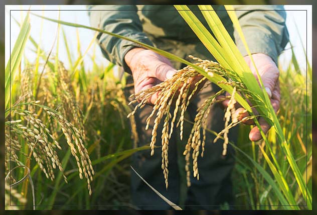 Rice plant 5