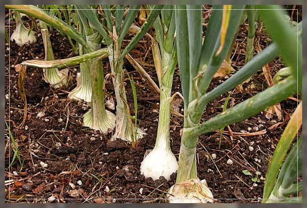 Soil conditioner 7