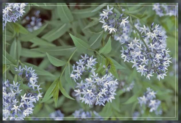 arkansas blue star