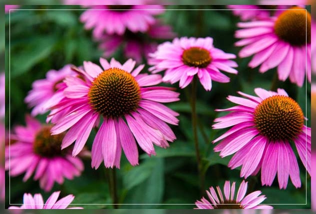 aster