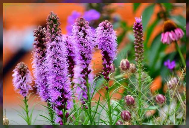 blazing star