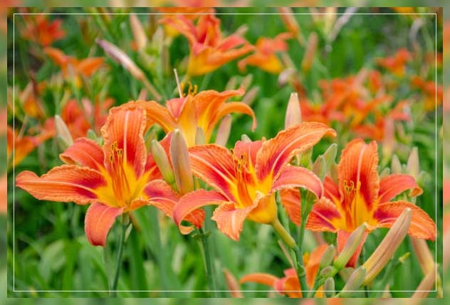 butterfly weed
