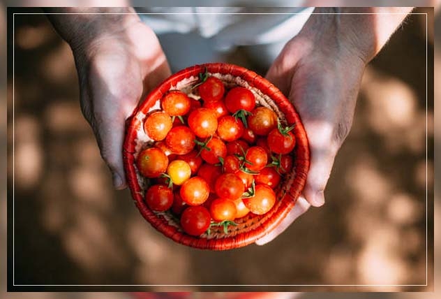 cherry tomatoes 1