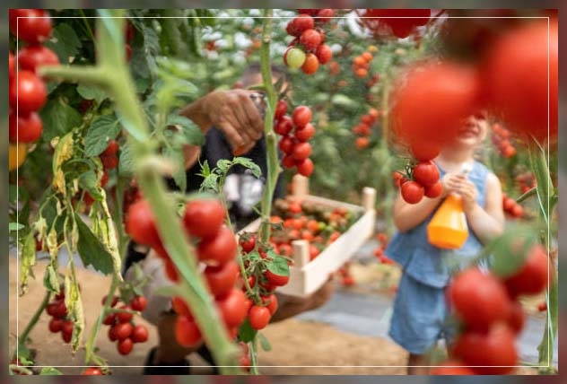 cherry tomatoes 2