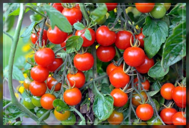 cherry tomatoes
