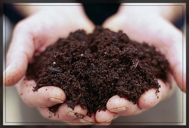 getting the right kind of soil