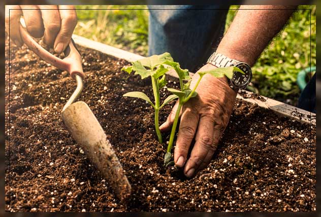 how garden soil impacts growth 