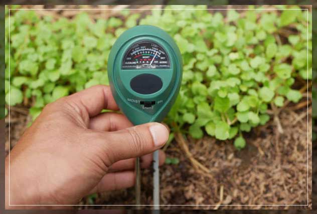 buying readymade soil 