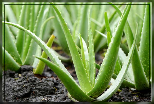 aloe vera