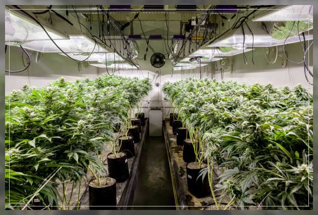herbs for medical use