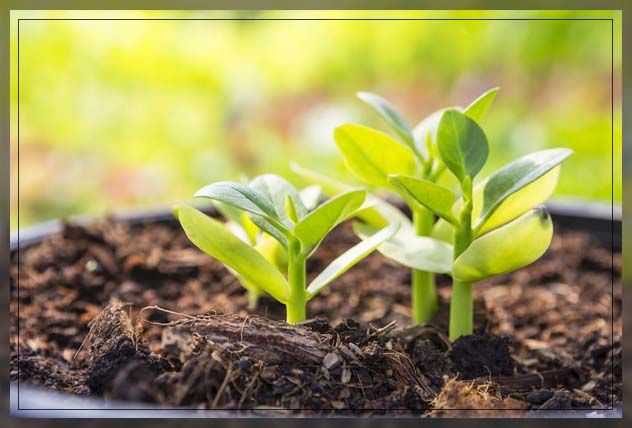 giving plants a nutritional boost